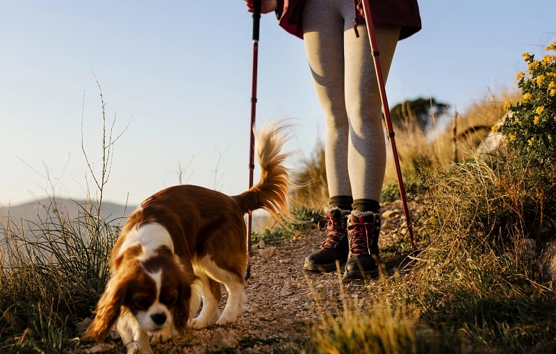 French Way from Sarria: how to prepare your dog for the route