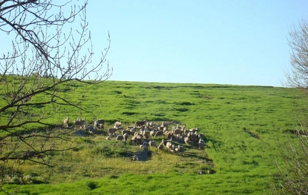 VP07 - Zafra - Almendralejo - 36,7 km