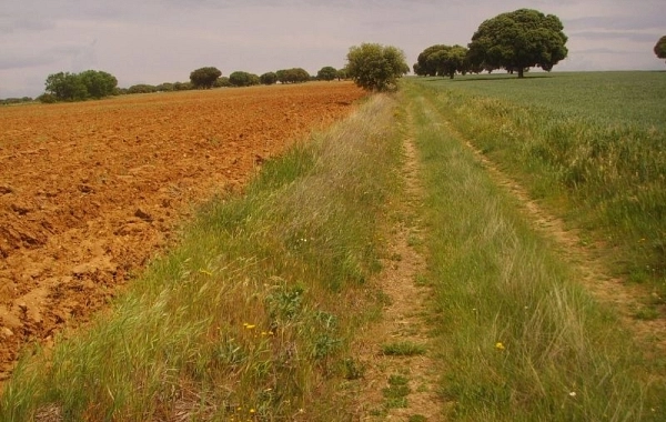 VP17 - Fuenterroble de Salvatierra - San Pedro de Rozados - 28 km