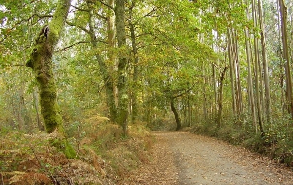 CF33 - Palas del Rei - Arzúa - 28,6 km